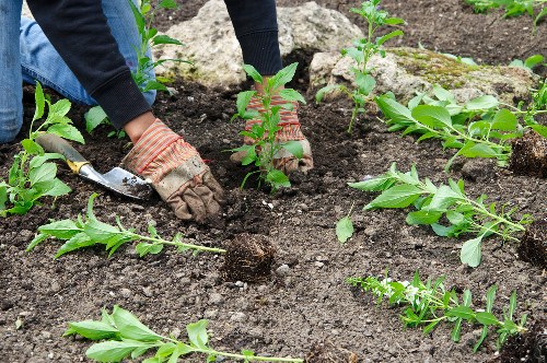 Weed control and tidy hard surfaces as part of Lea Bridge garden maintenance