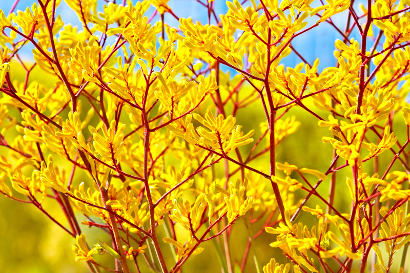 landscape design garden